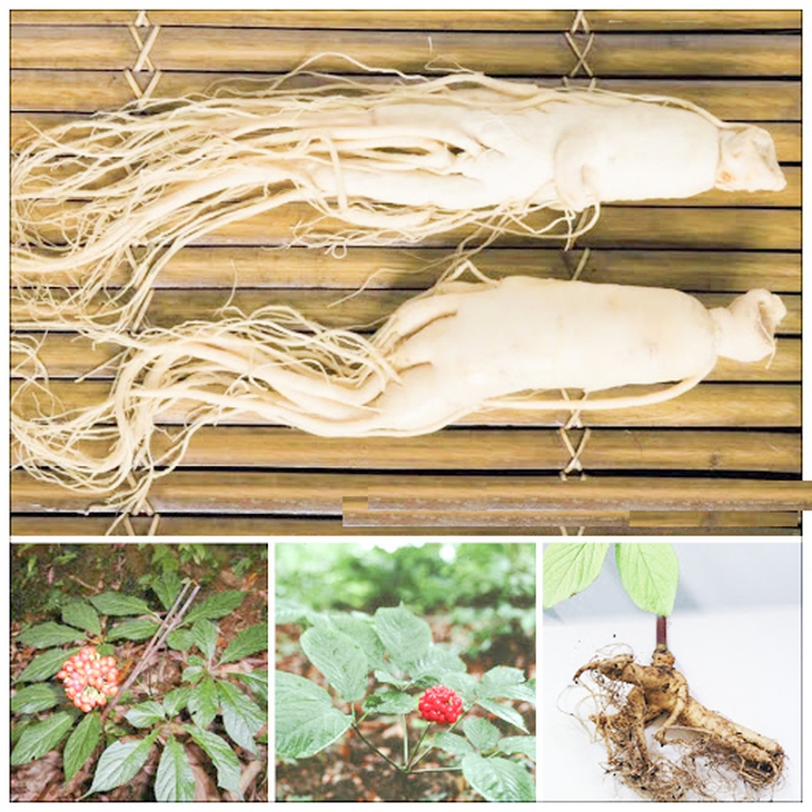 Chứng hư lao và bài thuốc bổ khí, dưỡng huyết   